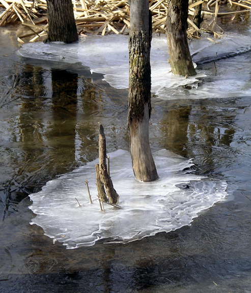 Ice Forms 1