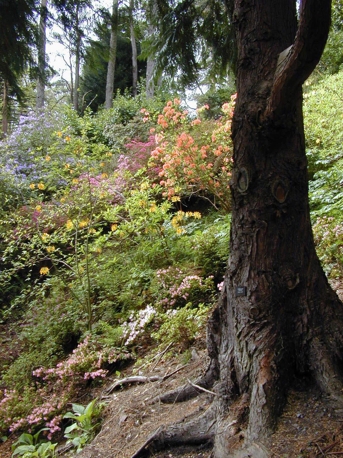 Invermere Gardens - Toridon, Scotland