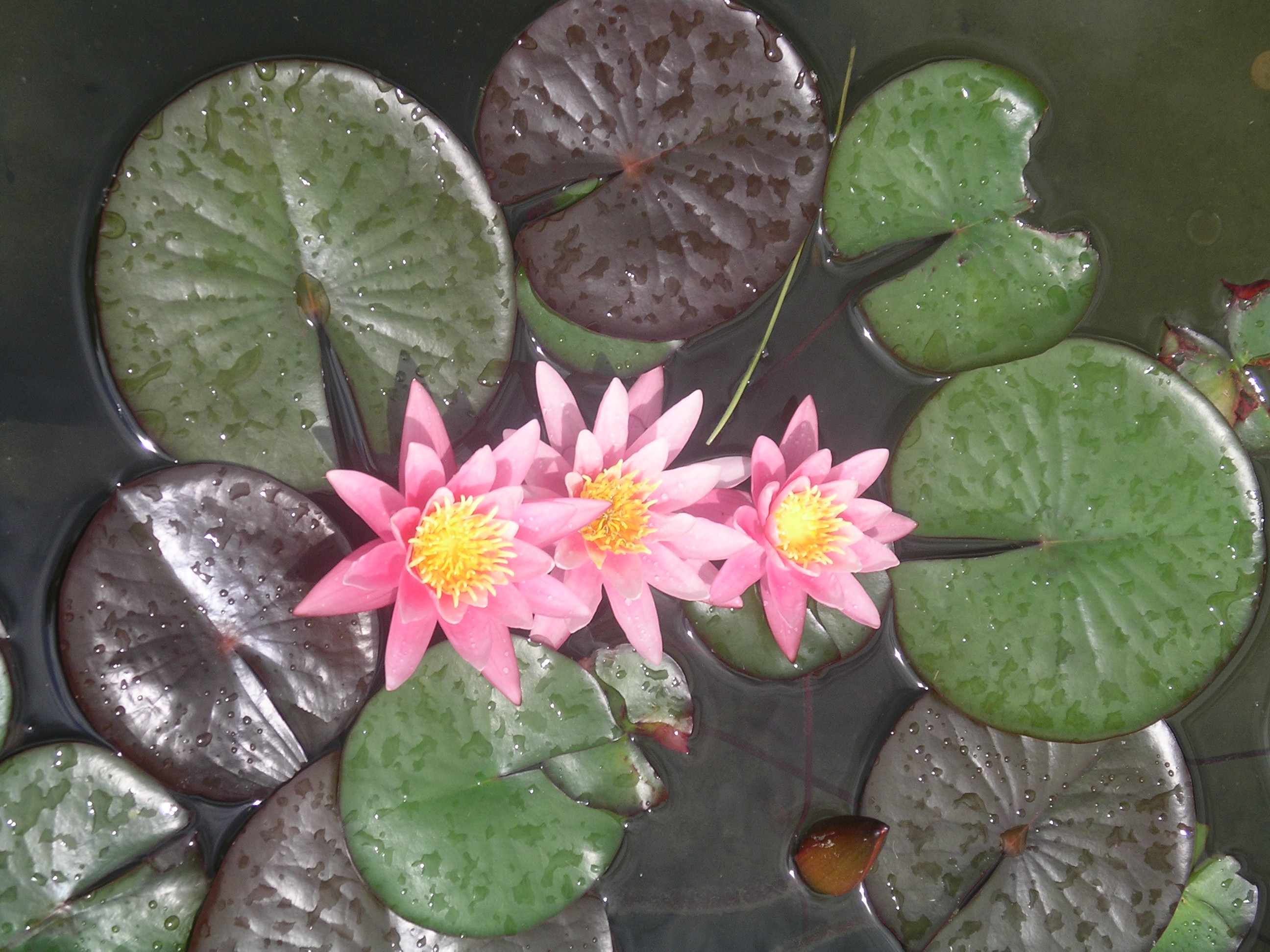 Water Lilies